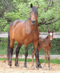 Mare with newborn foal