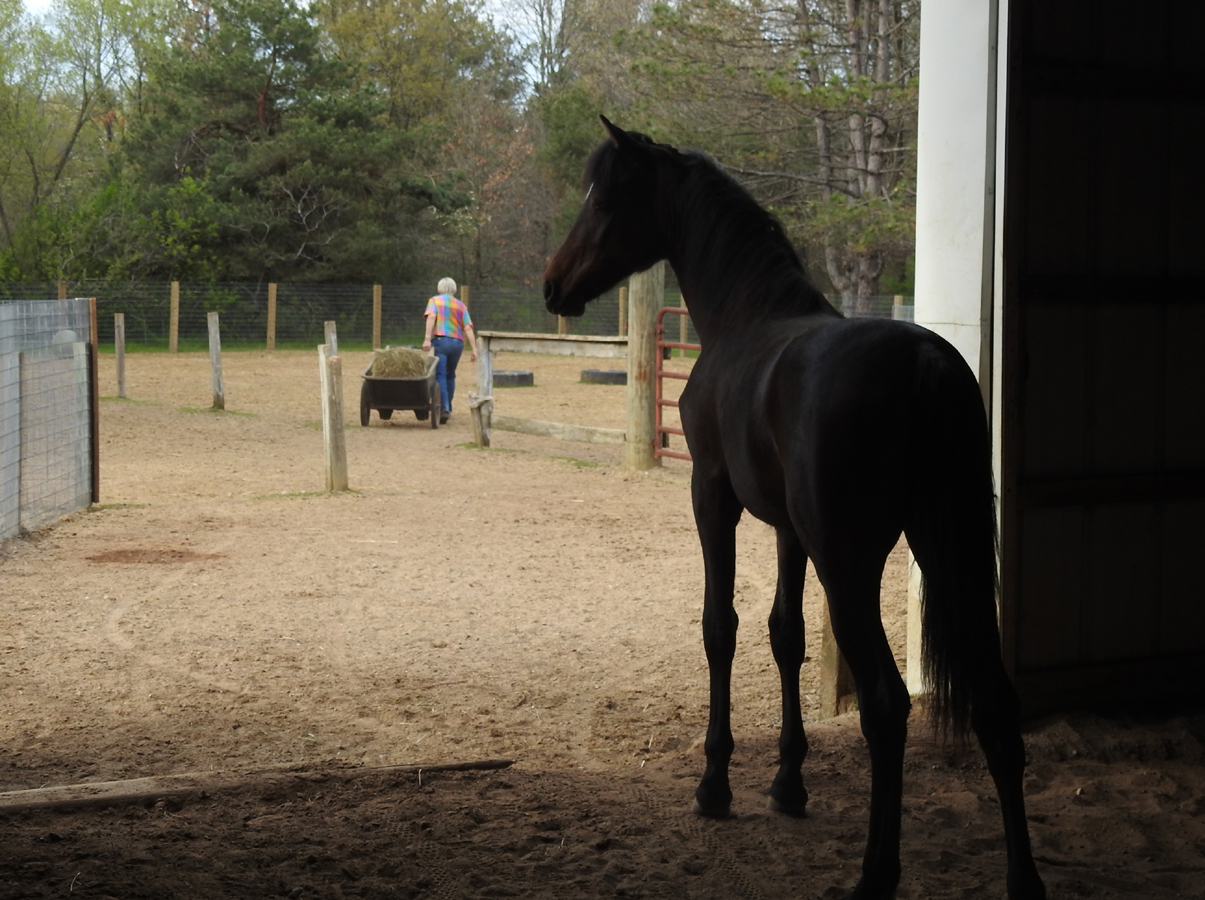 a horse in a barn