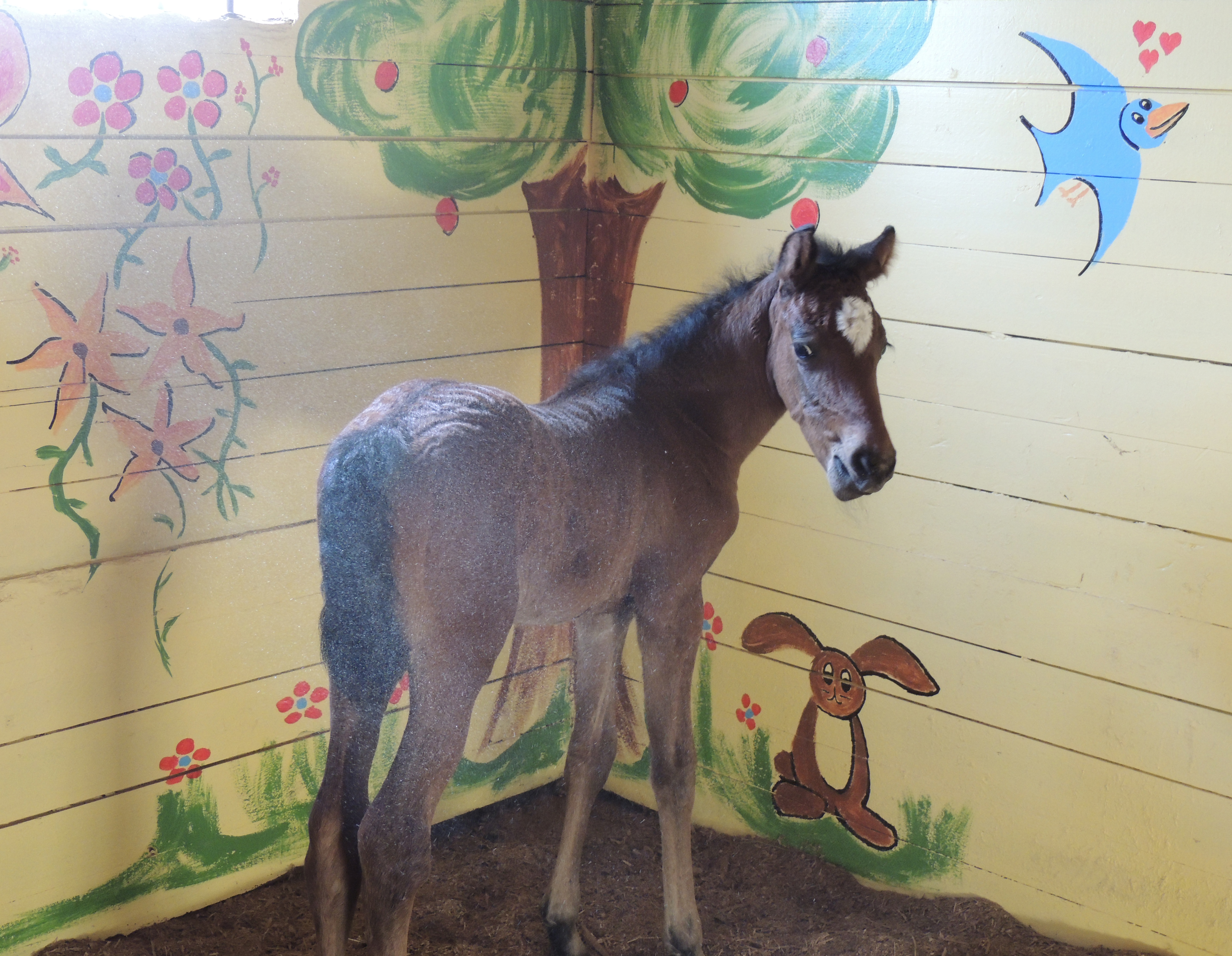 Foal in stall with decorated yellow walls