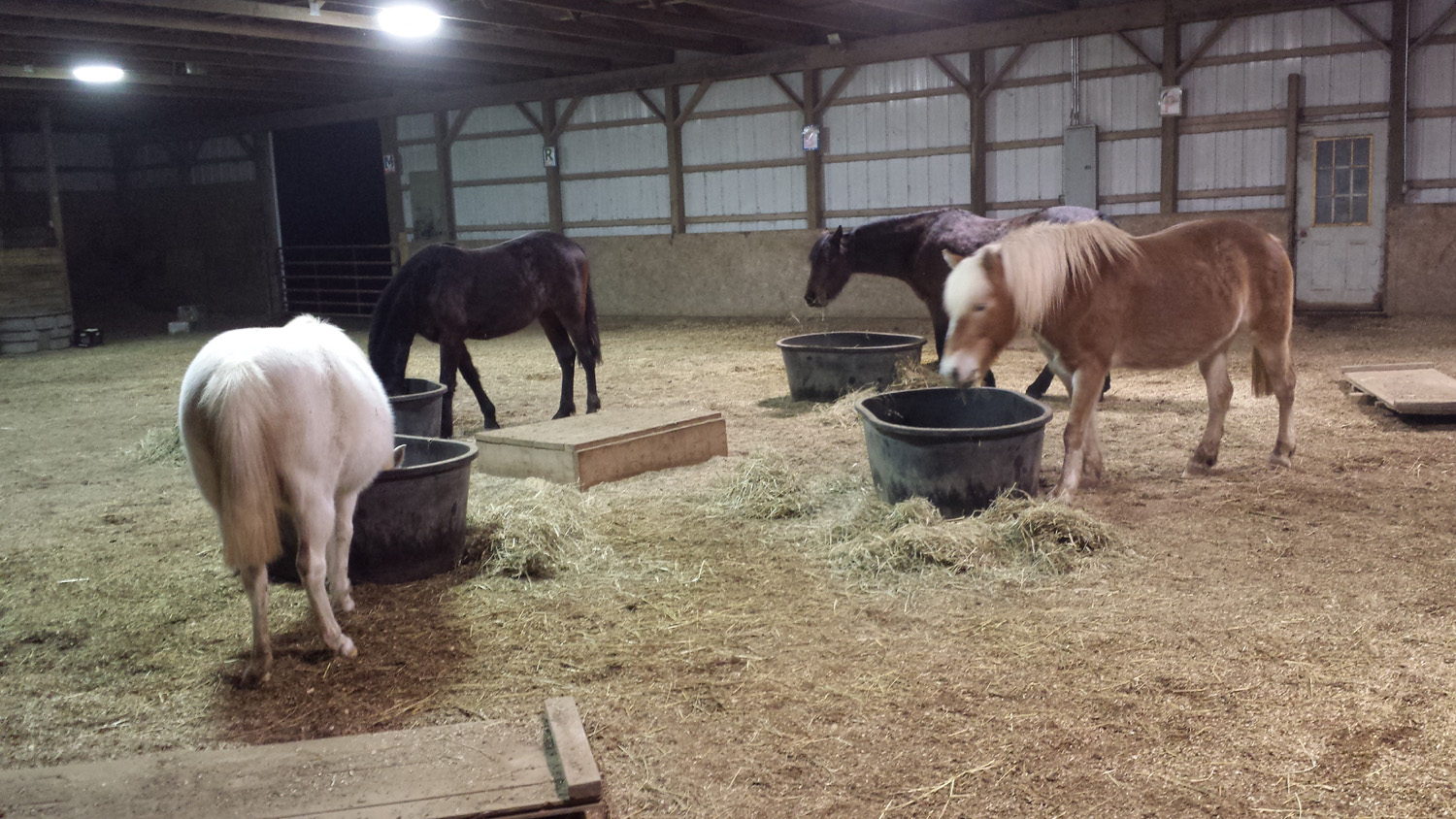 horses evening feed arena 2