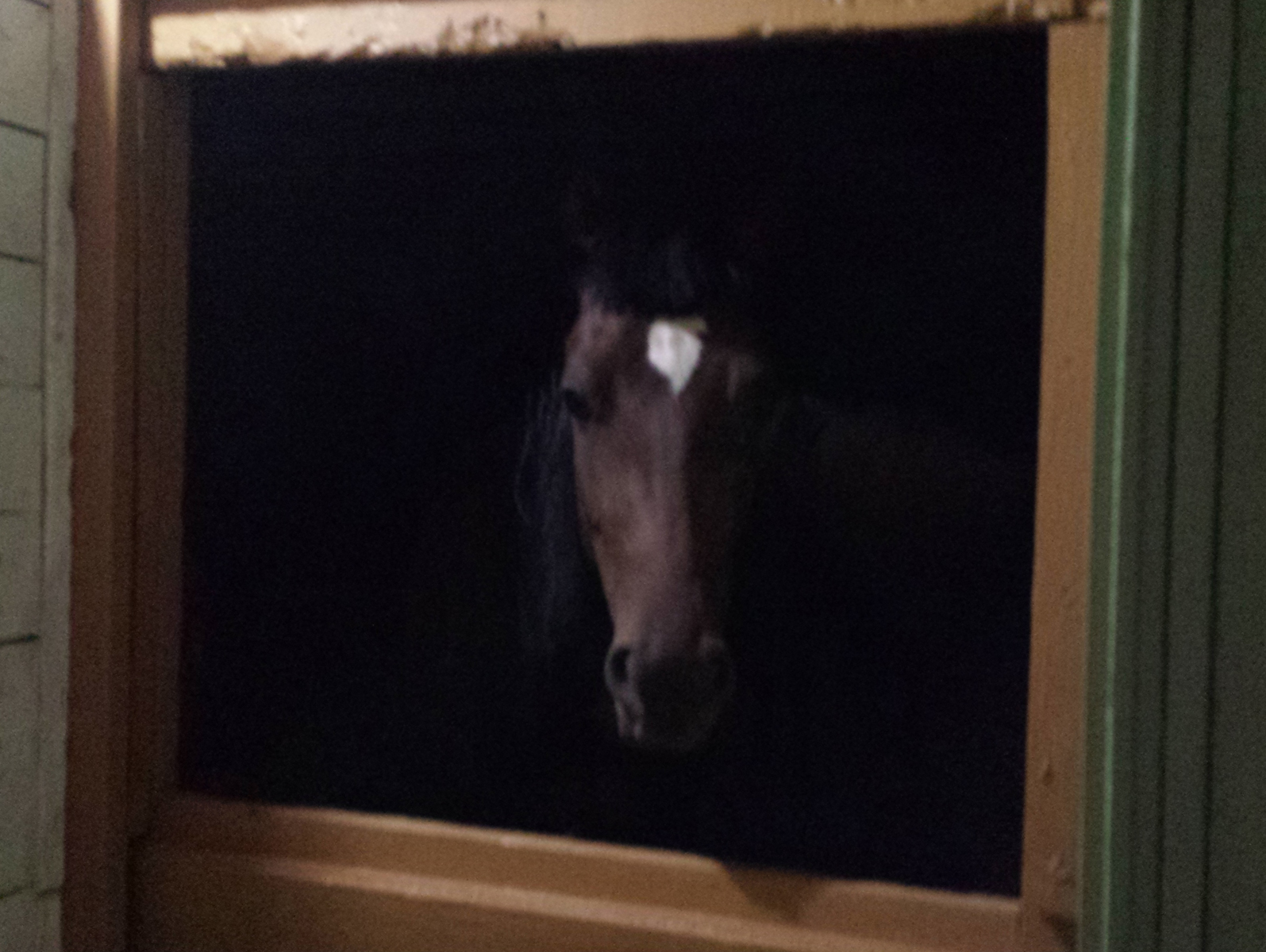 Ruby peeking from her stall