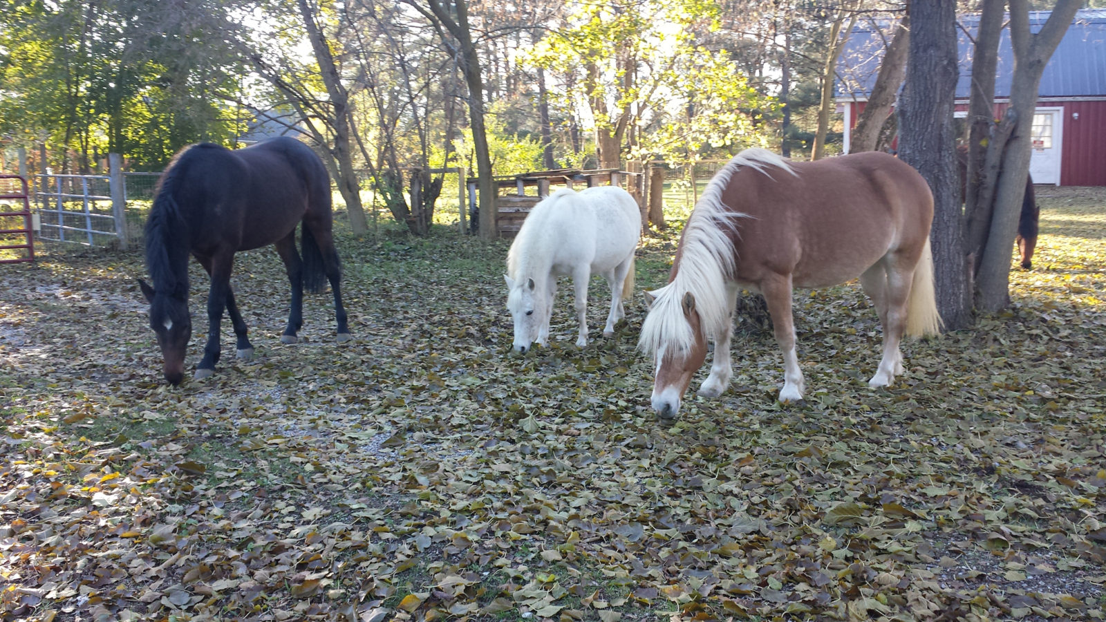 horses rummage through fallen leaves